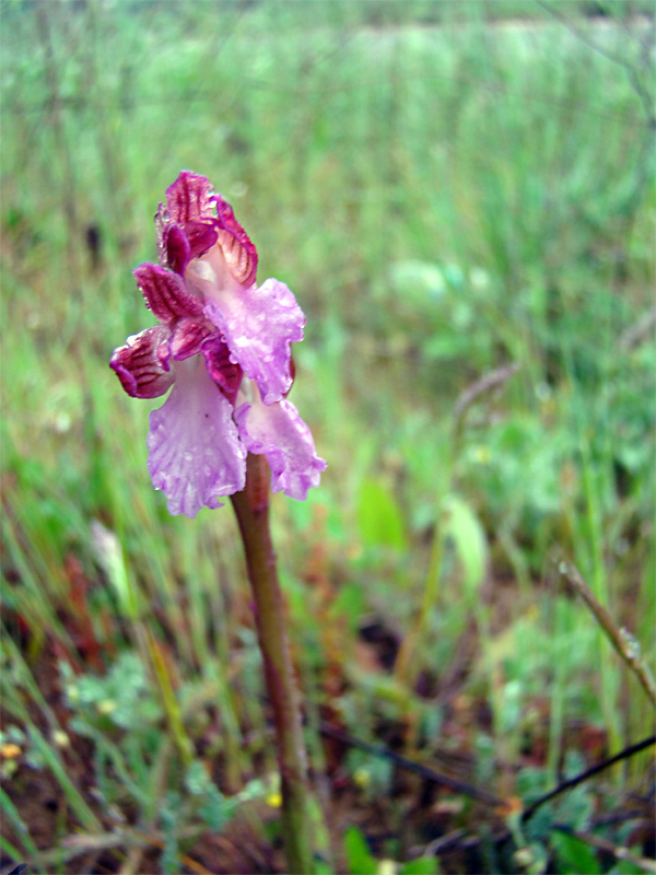 Orchidee spontanee da identificare